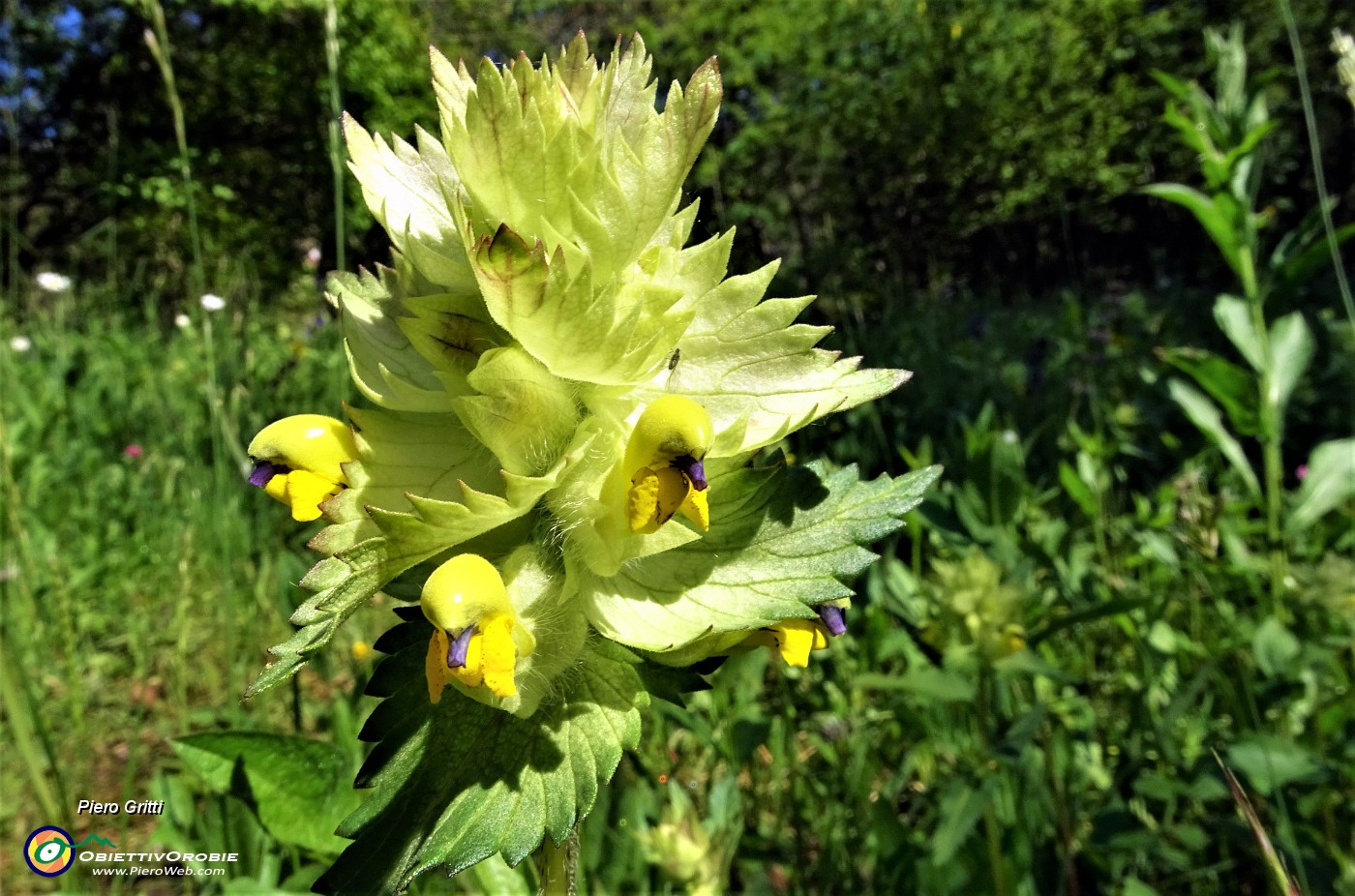 38 Bel fiore di rhinanthus...JPG -                                